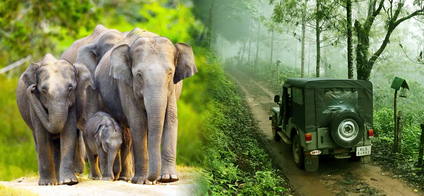 Wild Life & Jeep Safari